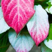 Aktinidia Dr Szymanowski pstrolistna mini kiwi samopylne moc witamin 2L