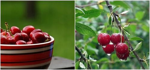 Czereśnia LAPINS owocuje każdego roku SAMOPYLNA na Arena.pl