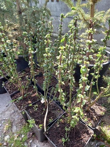 Dereń świdwa Compressa karbowane liście na Arena.pl