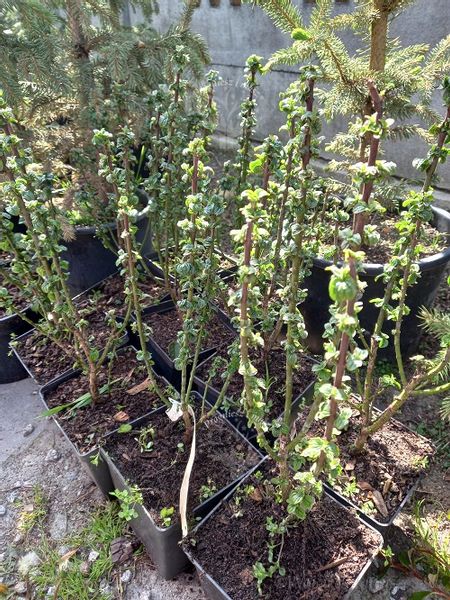 Dereń świdwa Compressa karbowane liście zdjęcie 4