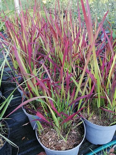 Imperata cylindryczna Red Baron barwny akcent do ogrodu na Arena.pl