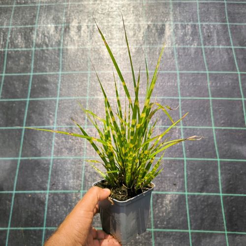 Miskant chiński STRICTUS Centkowana trawa Pionowy pokrój Sadzonki na Arena.pl