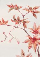 Plakat 70x100cm Branch of Momiji, Morikaga Japoński Vintage