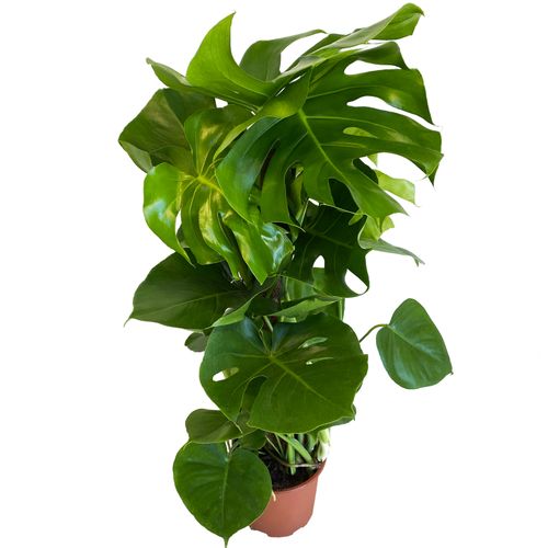 Monstera DZIURAWA DELICIOSA 85 cm na Arena.pl