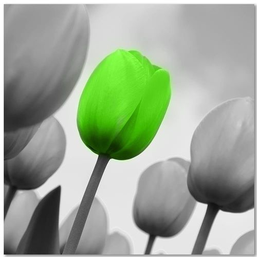 Deco Panel, Zielony tulipan 80x80 na Arena.pl