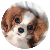 Opłatek na tort Urodziny Pies Piesek Pieski Okazjonalny