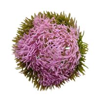 Czosnek wyrobowy fioletowy 12 szt