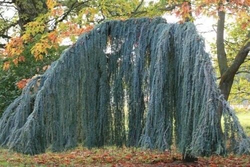 Cedr libański Glauca Pendula 140-160cm 4L na Arena.pl