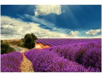100 70CM OBRAZ PŁÓTNO LAWENDOWY KRAJOBRAZ PŁÓTNO RAMA