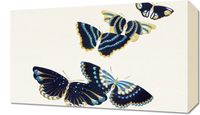 Obraz 50x30cm Butterfly 17, Sekka Japoński Vintage do Salonu