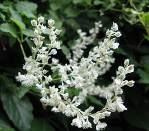 RDEST AUBERTA - sadzonki w doniczkach ! na Arena.pl