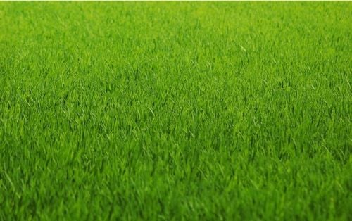 inco florovit trawa 0,9kg such ter na Arena.pl