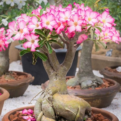 Róża pustyni ADENIUM OBESUM uroczy baobab Adenium opasłe MALUCH na Arena.pl