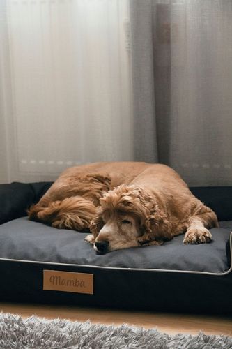 Legowisko dla psa duża kanapa posłanie XXL na Arena.pl