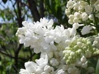 BEZ MADAME LEMOINE na pniu - sadzonki 100 / 120 cm