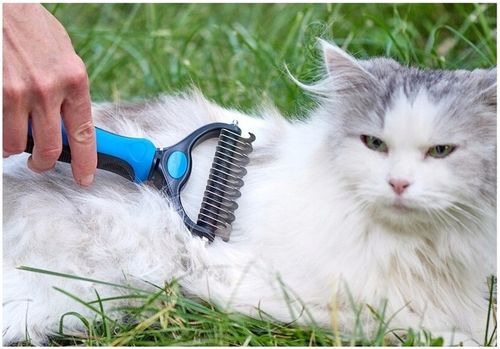 Zgrzebło Trymer do sierści dla Psa lub Kota na Arena.pl