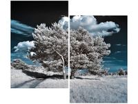 80X70CM SILNE DRZEWA DUO OBRAZ