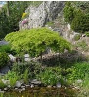 KLON palmowy zielony  - sadzonki 160 / 180 cm