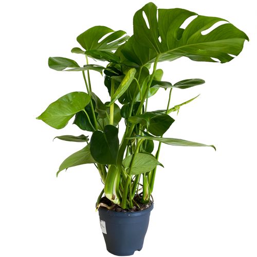 MONSTERA DZIURAWA DELICIOSA 80cm na Arena.pl