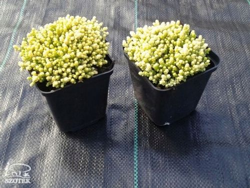 Rozchodnik ostry YELLOW QUEEN Sedum Żółty dywan Sadzonki w doniczkach P9 na Arena.pl