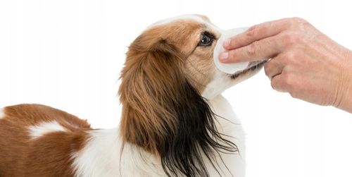 Trixie Płatki do Czyszczenia oczu psa kota 100 szt. na Arena.pl