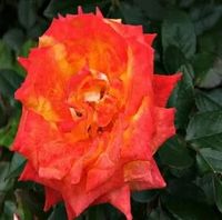 RÓŻA wielkokwiatowa czerwono różowa - sadzonki 20 / 30 cm