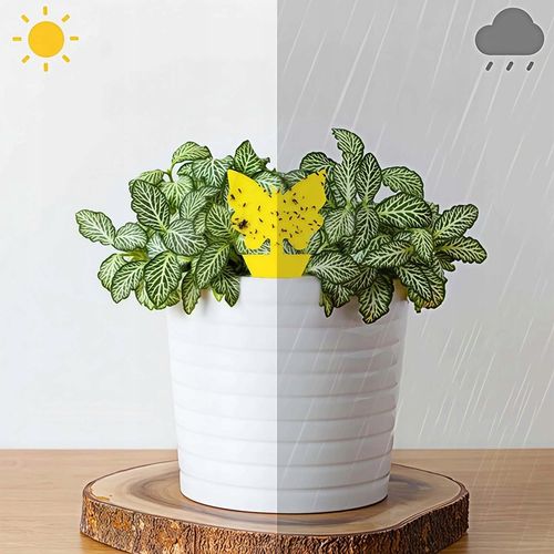 60 Lep na Ziemiórki Owady Żółte Lepy do Doniczek Taśma Domowa Meszki na Arena.pl