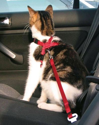 SZELKI SAMOCHODOWE DLA KOTA REGULOWANE Z PASEM SMYCZĄ DO SAMOCHODU TRIXIE na Arena.pl