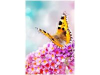 40X60CM MOTYL KWIATKACH OBRAZ