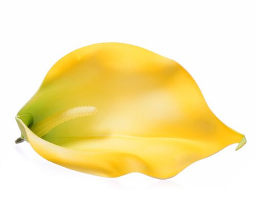 Kalia główka żółta na Arena.pl