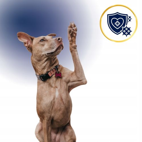 SUCHA KARMA DLA PSA POLARIS ADULT BEZ ZBÓŻ WOŁOWINA INDYK 12KG ŚWIEŻE MIĘSO na Arena.pl