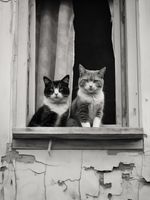 Plakat 75x100cm Para w Oknie