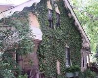 HEDERA BLUSZCZ zimą zielony odporne na mróz - sadzonki 50 / 80 cm