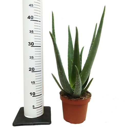 Aloes ALOE VERA 45 cm na Arena.pl