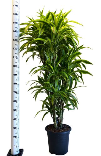 DRACENA LEMON LIME 160 cm na Arena.pl