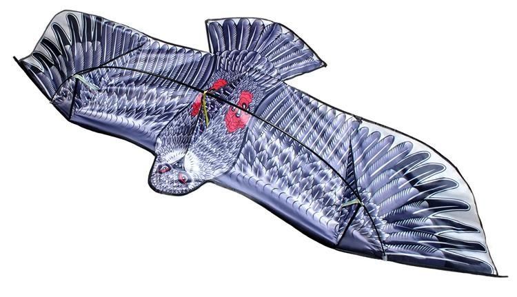 ND12_13685 Latawiec - orzeł  5902802911025 zdjęcie 5