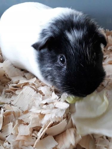 Bezpyłowe trociny ProBioBED ANTYBAKTERIA dla koni drobiu gryzoni 15kg 550l na Arena.pl