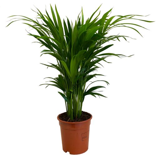 PALMA AREKA ARECA na Arena.pl