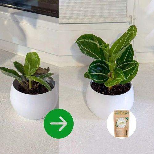 CocaShield Odżywka Do Roślin Ochrona ANTY - Szkodnik Niesamowicie na Arena.pl