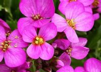 ŻAGWIN ZWYCZAJNY Rosenteppich - sadzonki w doniczkach