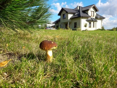 Grzybnia BOROWIK SZLACHETNY Mycelium na Arena.pl