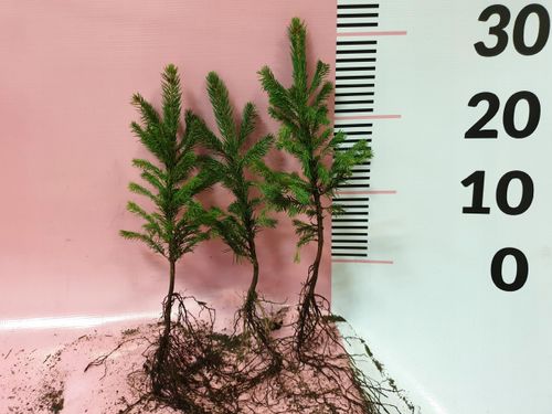 Świerk srebrny sadzonki 3 latek cm SZKÓŁKOWANY na Arena.pl