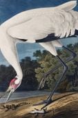 Plakat 61x91,5cm Żuraw Krzykliwy, J.J. Audubon Vintage do Salonu