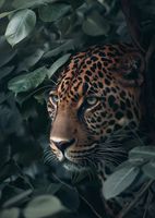 Plakat 67,5x95cm Schowany w Cieniu