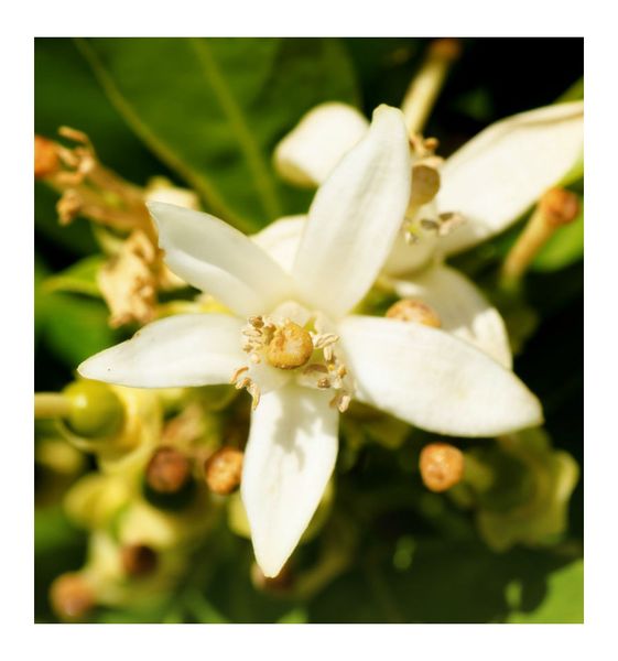 Yodeyma Iris Woda Perfumowana Dla Kobiet 100ml zdjęcie 4