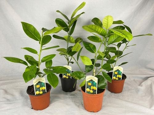 CYTRYNA SKIERNIEWICKA Cytrus na Arena.pl