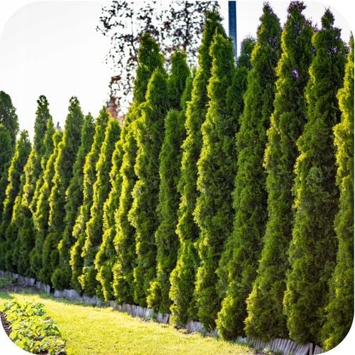 SUBSTRAL SAPROL OCHRONA TUI 100ml TUJE IGLAKI RÓŻ OZDOBNE GRZYBOBÓJCZY na Arena.pl