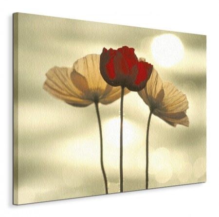 Icelandic Poppies - Obraz na płótnie 120x90 cm na Arena.pl