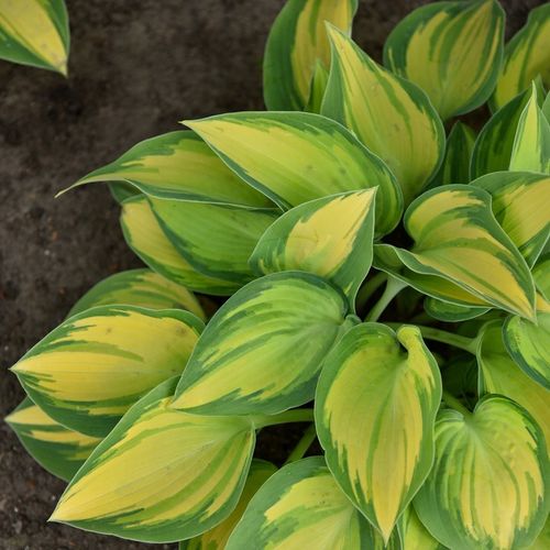 Funkia Hosta JUNE Średnia M Żółto-niebieska Na cieniste rabaty Sadzonki 1L na Arena.pl