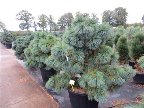 Sosna Schwerina Wiethorst 30-50cm C2 zdjęcie 1